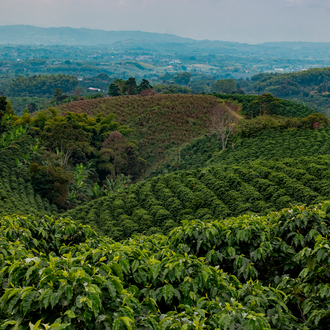 Cafetales FORAGRO
