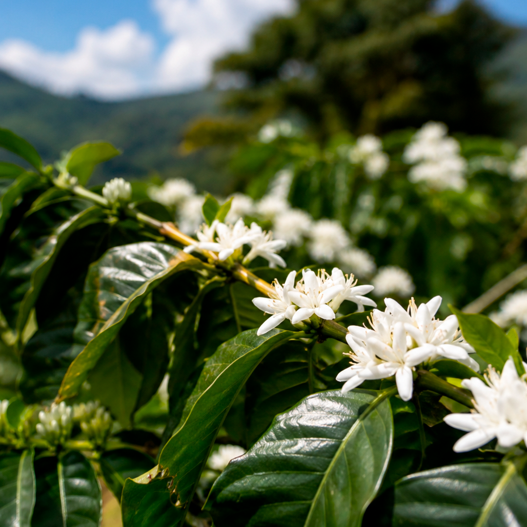 Café Floración FORAGRO