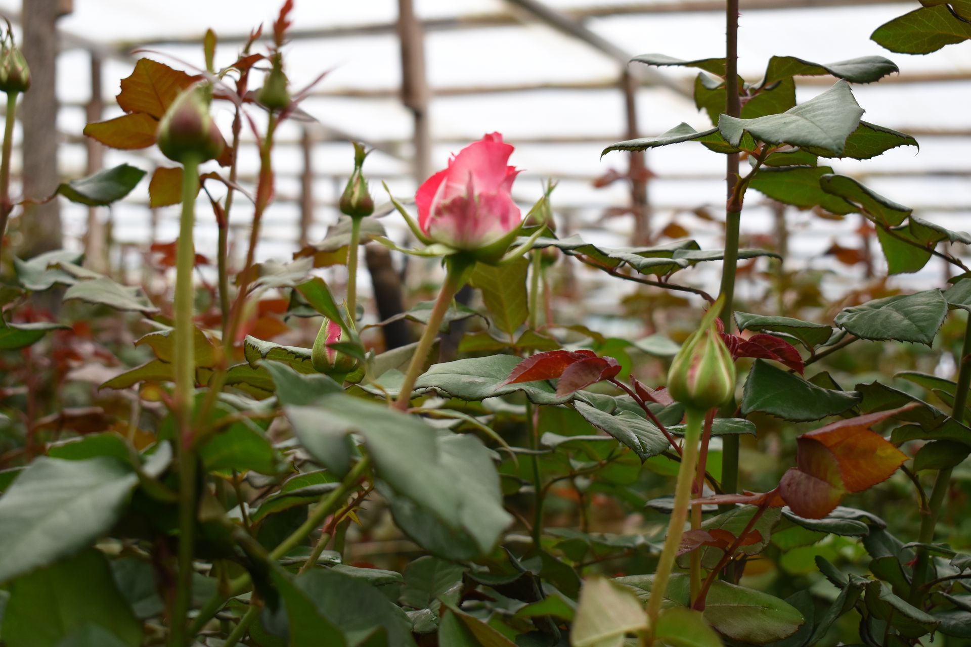 Plantas Ornamentales FORAGRO 2
