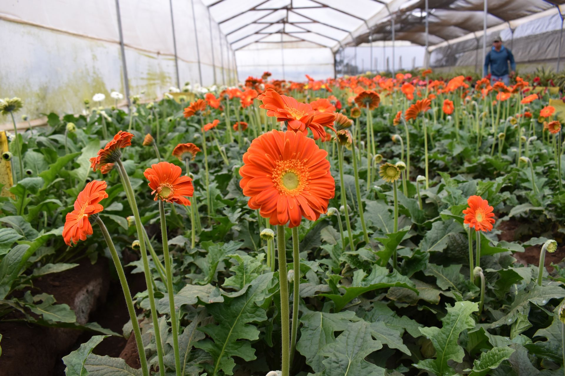 Plantas Ornamentales FORAGRO 1